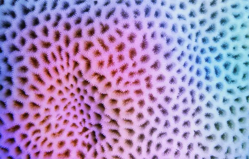 Abstract of gradient blue, pink and purple coral