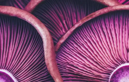 purple abstract telecom