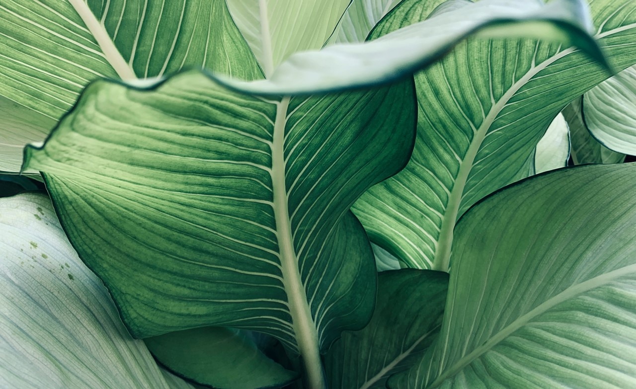 Lush tropical green leaves of the Dumb cane or Dieffenbachia plant