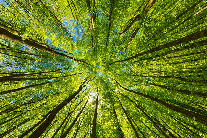 Looking up at the green tops of trees.