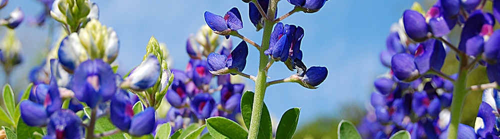 blue bonnets in field