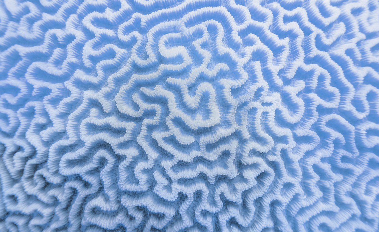 Blaue Koralle, die wie ein Hirn aussieht