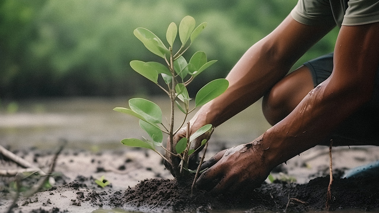 two hands planting seedling in ground two hands planting seedling in ground