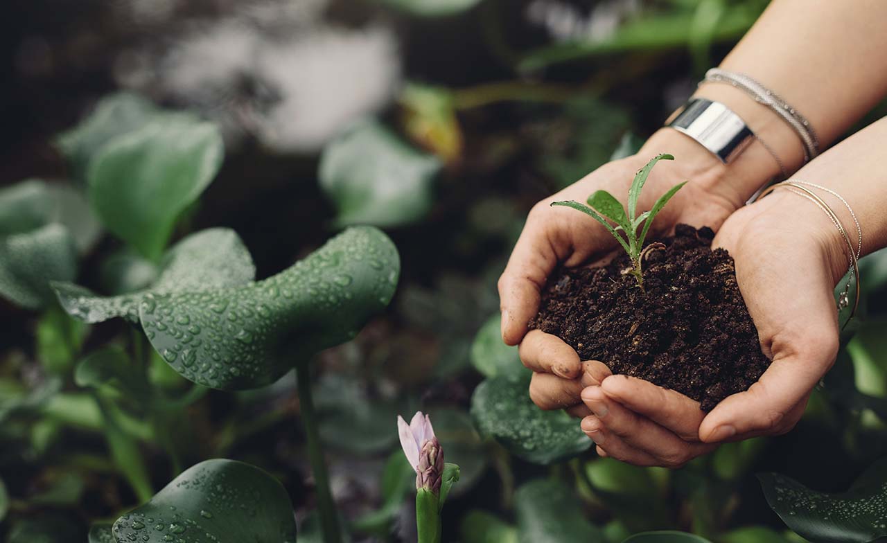 Hands holding a sapling in soil