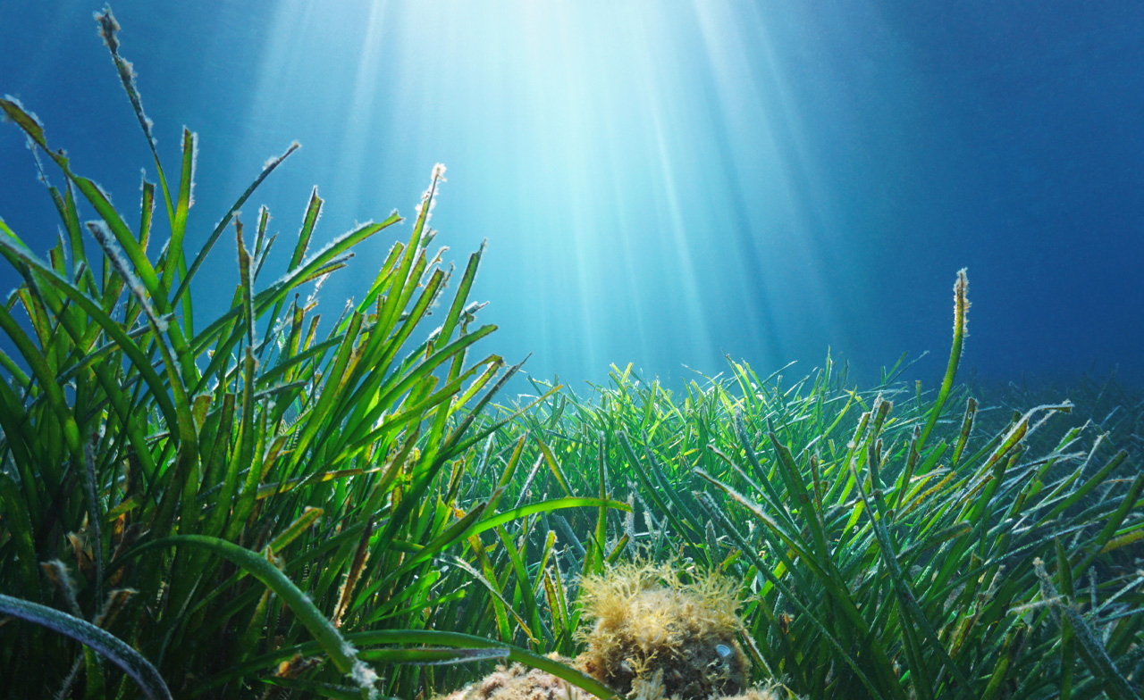 Vue sous-marine des herbiers marins avec des rayons de lumière venant d'en haut
