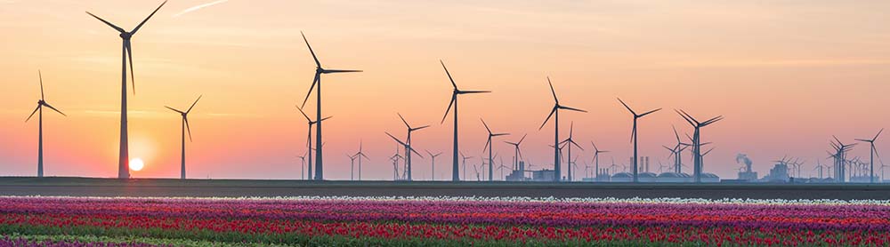 Sun setting on a field of flowers and wind turbines