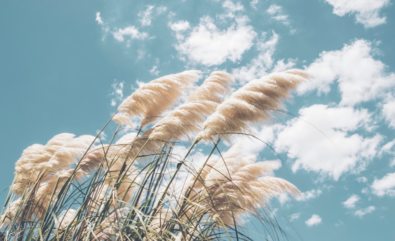 Ornamental grass blowing with clouds and blue sky background