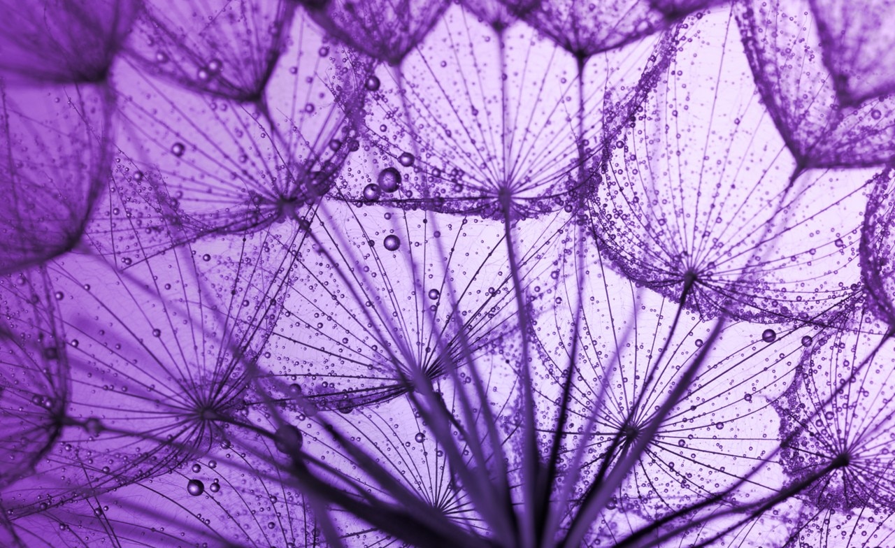 Lilafarbenes Schmuckbild Lilafarbenes Schmuckbild