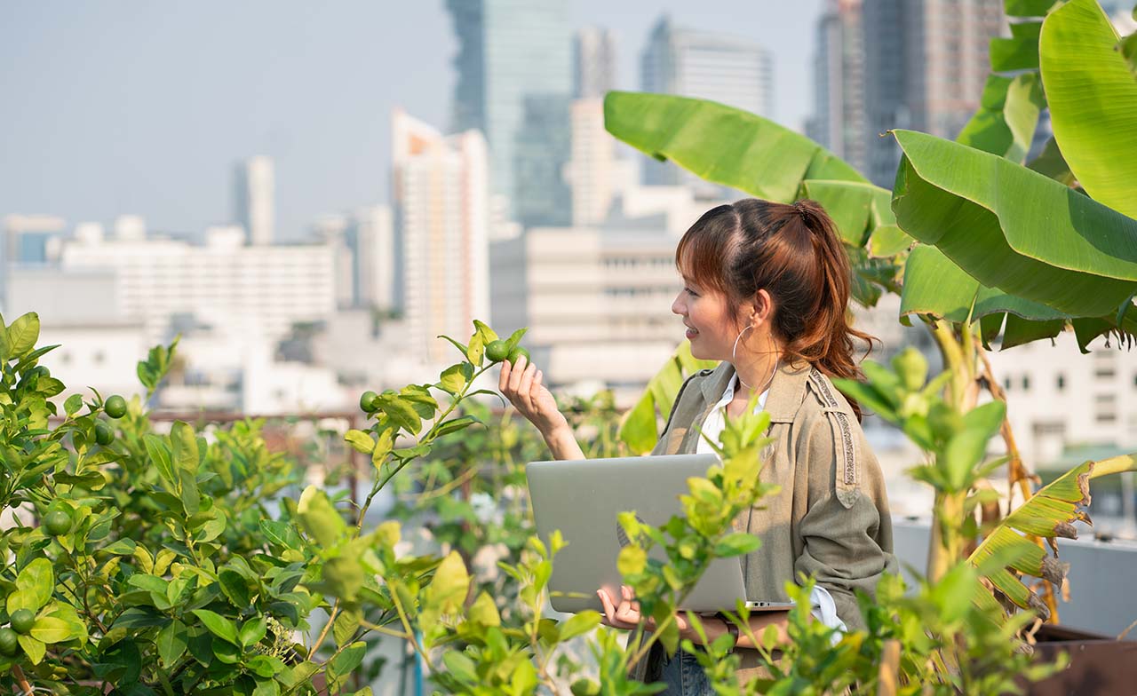 Person examining plant on rooftop garden
