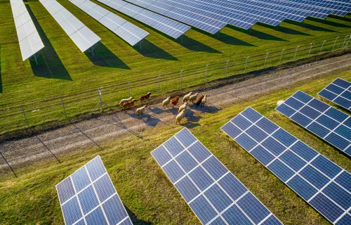 Sheep grazing among rows of solar panels