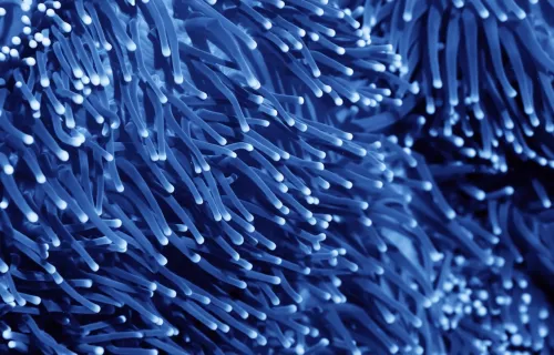 zoomed in view of glowing blue fiber optic strands