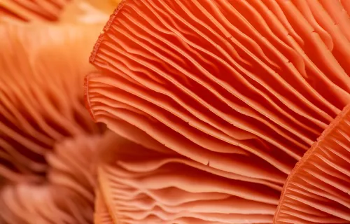 Close up of orange fungi