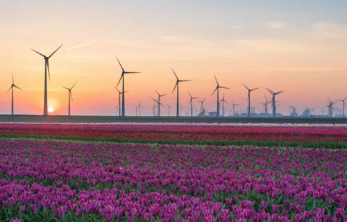 Campo de tulipanes y turbinas eólicas
