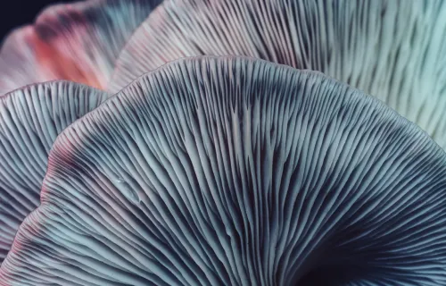 mushroom gill patterns representing generative AI