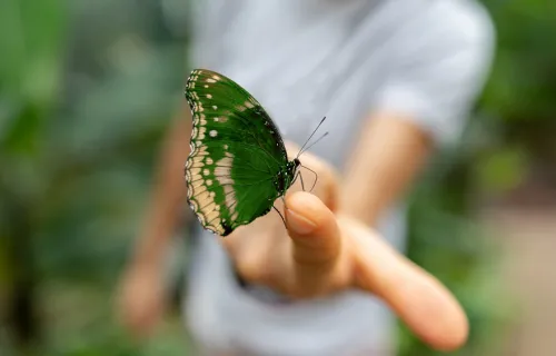 Green butterfly resting on person's finger