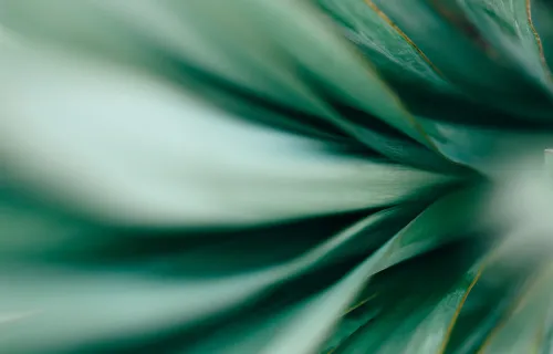 green abstract plant leaf pattern
