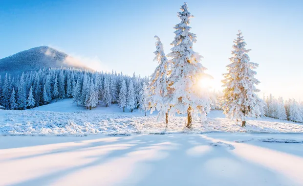 En vinterlandskap med snötäckta träd och en soluppgång som lyser genom träden. Den vita snön sträcker sig över marken, och på avstånd kan man se en bergslinje. Skuggor från träden sträcker sig över snön.