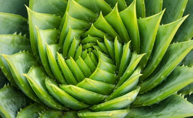 green plant with swirl pattern