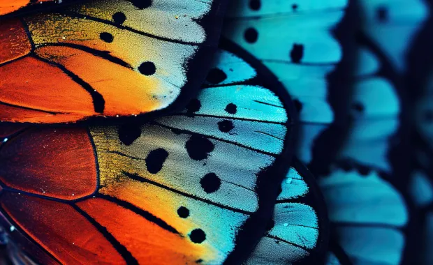 Close up of a section of a butterfly wing showing lots of colours and patterns