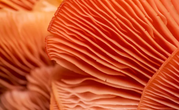 Close up of orange fungi