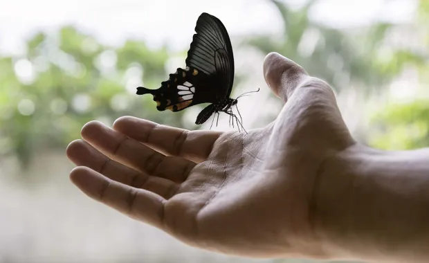 butterfly landing on hand