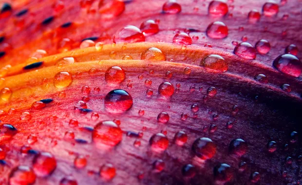 Up close of lily flower petal with water drops