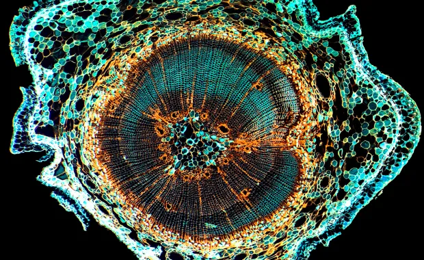 microscopic cross-section of a plant stem or root