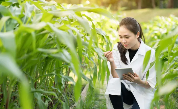 Researcher examining plants in a field