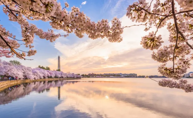 A view of the Washington Monument and cherry blossoms