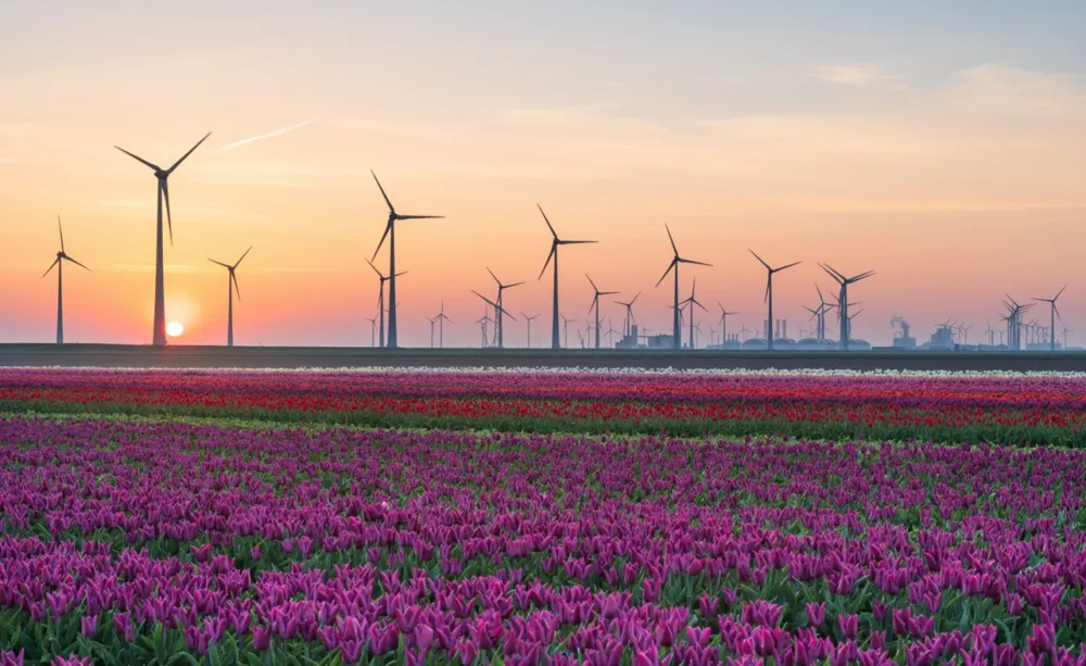 Field of tulips and wind turbines during sunrise in the Dutch countryside Field of tulips and wind turbines during sunrise in the Dutch countryside