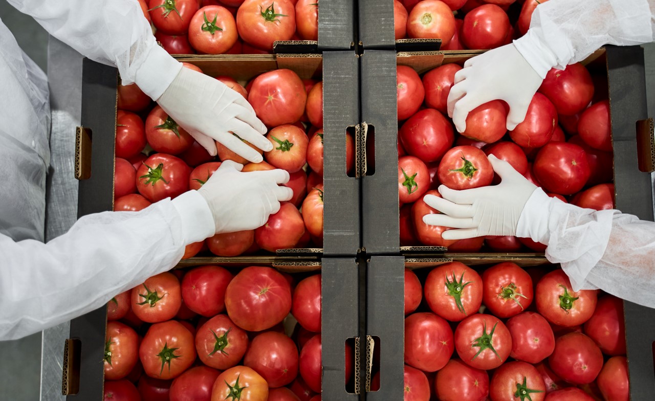 Warehouse workers packaging tomatoes for shipping